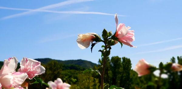 Close-up of pink flowering plant against blue sky