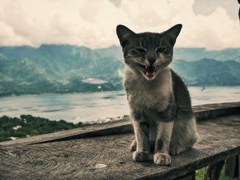 Close-up portrait of cat against sky