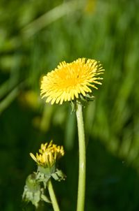 Close-up of yellow flowering plant