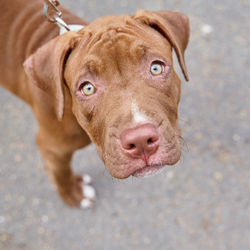 Adorable american pitbull terrier on leash seriously looking at camera with curiosity outdoors