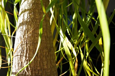 Close-up of bamboo tree