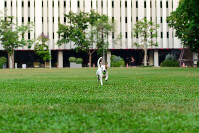 Portrait of dog in a field