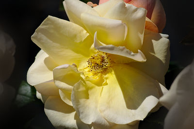 Close-up of yellow rose blooming outdoors