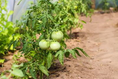 Close-up of tomatoes