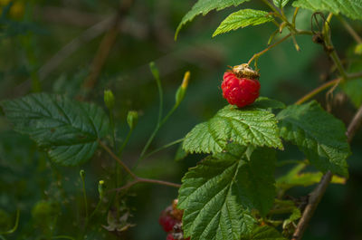 Close-up of red berries growing on plant