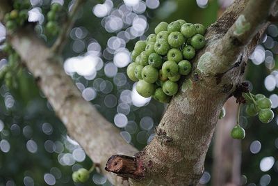 Close-up of grapes growing on tree