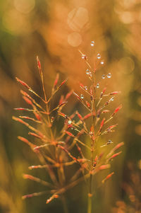 Close-up of wet plant