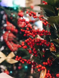 Close-up of berries growing on tree