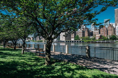 Trees in park by river in city