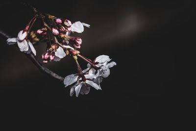 Close-up of flowers against blurred background