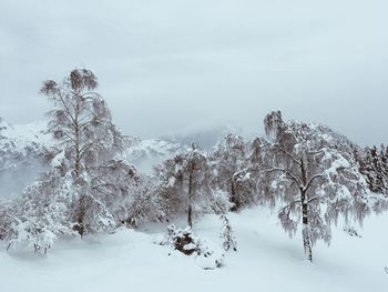 Trees on snow covered landscape against sky