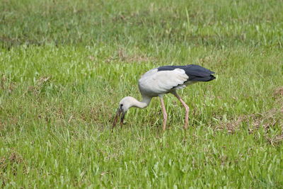 Side view of a bird on land