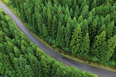 Road amidst trees in forest