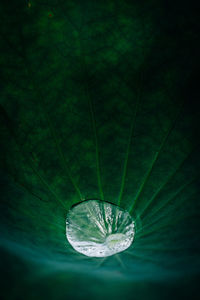 Close up of leaf