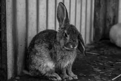 Full length of rabbit sitting against wall