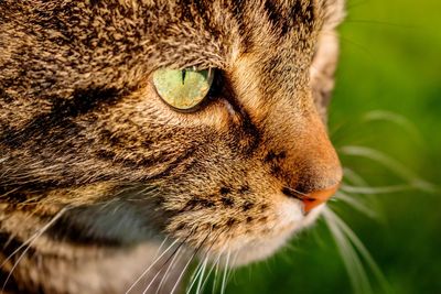 Close-up portrait of cat
