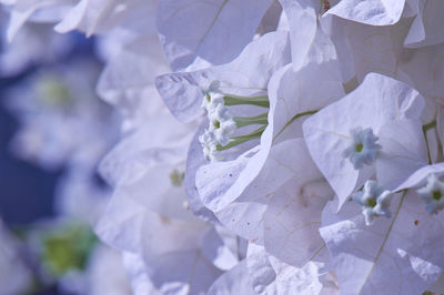 Detail shot of flowers