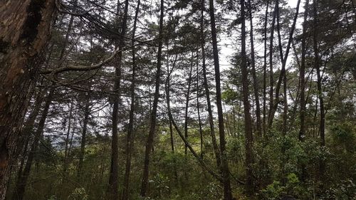 Low angle view of bamboo trees in forest