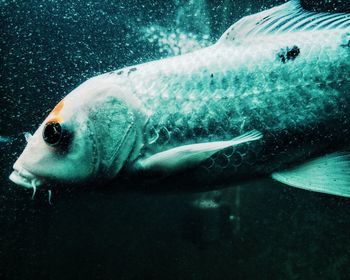 Close-up of fish swimming in sea