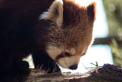 Close-up of red panda