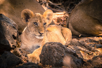 Lion cub lying on rock