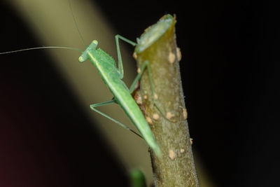 Close-up of grasshopper on plant