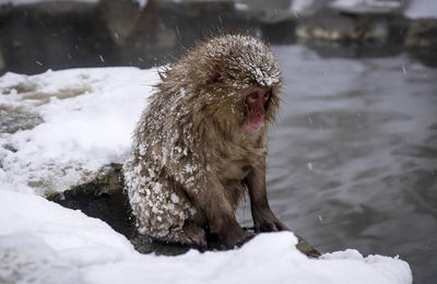 Monkey in a snow