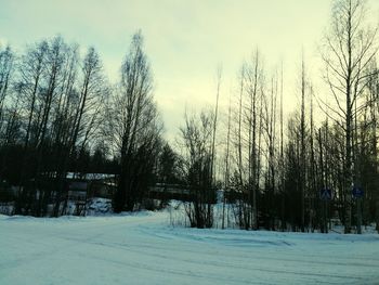 Trees against sky during winter