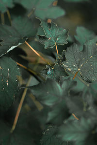 High angle view of leaves on plant