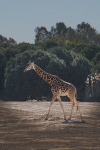 Giraffe in a field