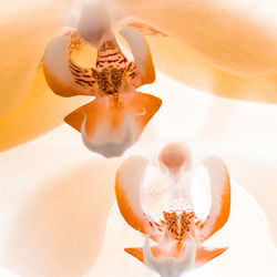 Close-up of flowers