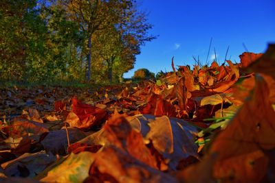 Close-up of autumn leaves on road