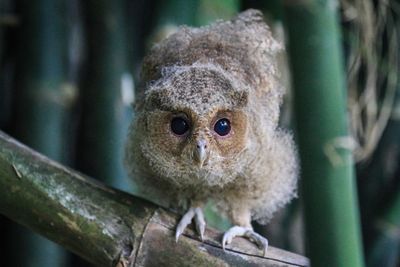 Close-up portrait of a bird