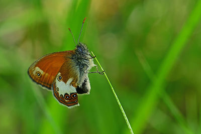 Close-up of butterfly pollinating on leaf