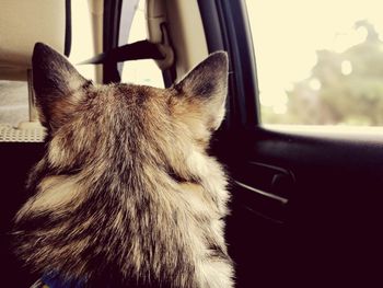 Close-up of dog by car window