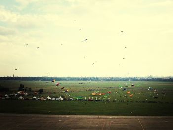 Bird flying over field