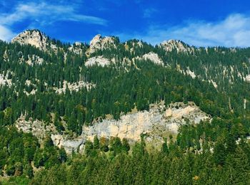 Panoramic view of pine trees in forest against sky