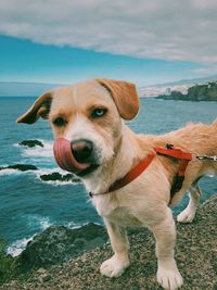 Dog looking at sea shore