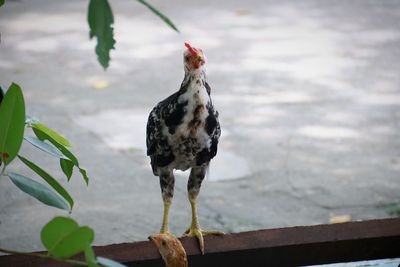 Close-up of a bird