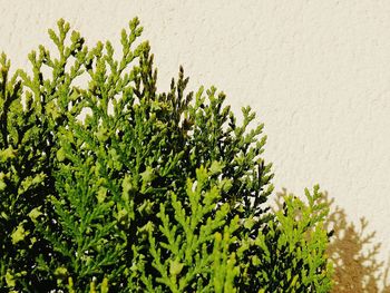 Close-up of fresh green plant against wall