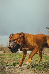 Dog standing on field against clear sky