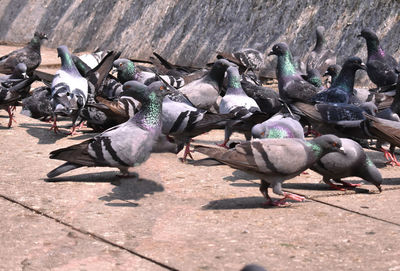 High angle view of pigeons on footpath