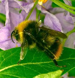 Close-up of bee on plant