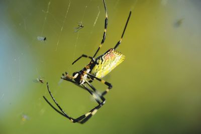 Close-up of spider on web