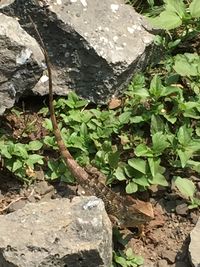 Plant growing on tree trunk