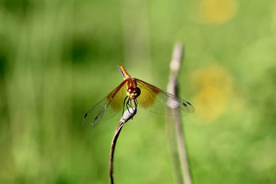 Close-up of damselfly on leaf