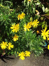 Yellow flowers blooming outdoors