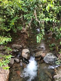 Stream flowing through rocks in forest