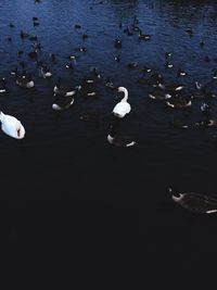 High angle view of swans swimming in water