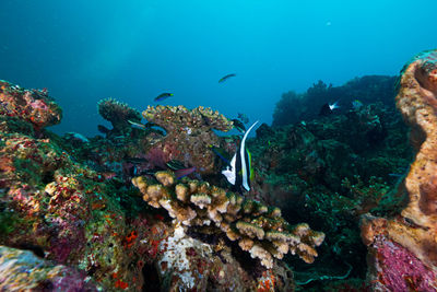 Fishes swimming in sea